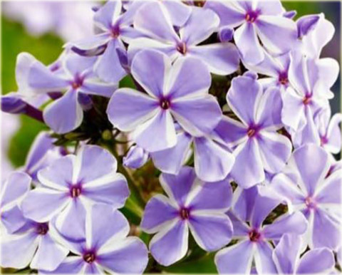 Płomyk wiechowaty All in One, floks Phlox paniculata All in One