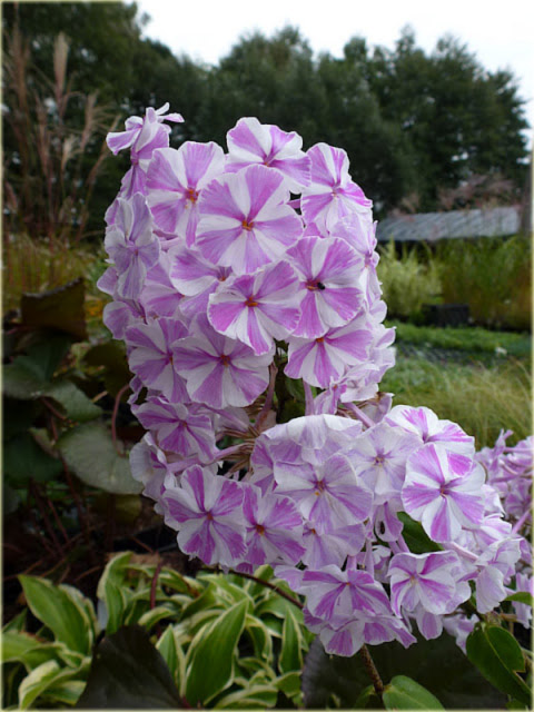 Płomyk wiechowaty All in One, floks Phlox paniculata All in One