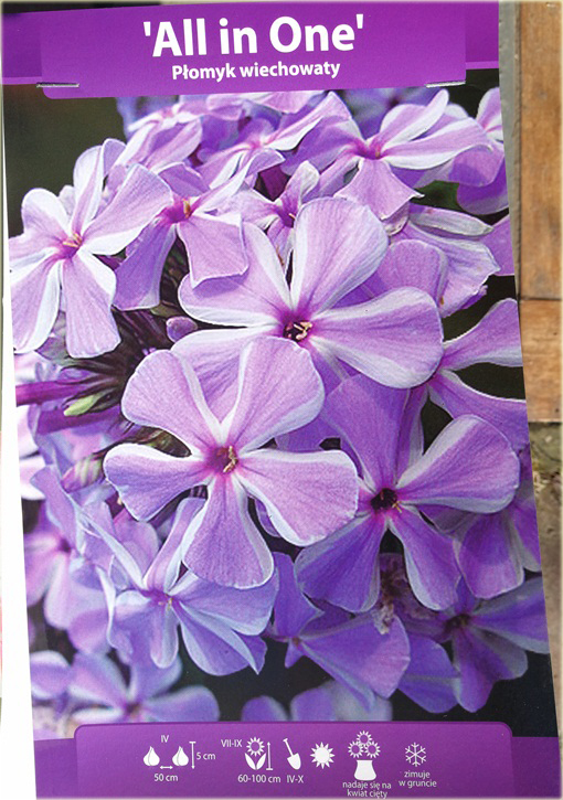Płomyk wiechowaty All in One, floks Phlox paniculata All in One