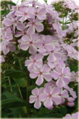 Płomyk wiechowaty All in One, floks Phlox paniculata All in One