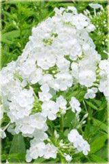 Płomyk wiechowaty BIAŁY, floks Phlox paniculata white