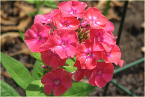 Płomyk wiechowaty Lizzy, floks różowy Phlox paniculata Lizzy