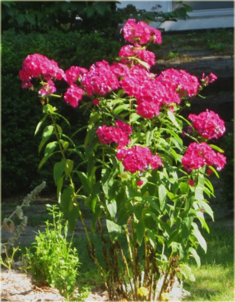 Płomyk wiechowaty Lizzy, floks różowy Phlox paniculata Lizzy