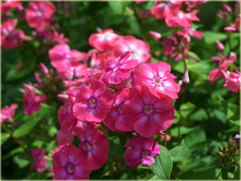 Płomyk wiechowaty Lizzy, floks różowy Phlox paniculata Lizzy