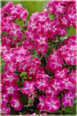 Płomyk wiechowaty Lizzy, floks różowy Phlox paniculata Lizzy