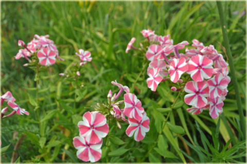 Płomyk wiechowaty Peppermint Twist, floks biało-różowy Phlox paniculata Peppermint Twist