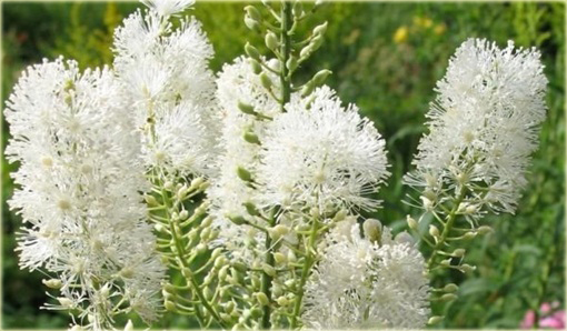 Pluskwica Świecznica Cimicifuga