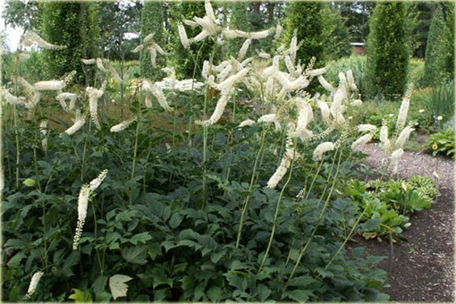 Pluskwica Świecznica Cimicifuga