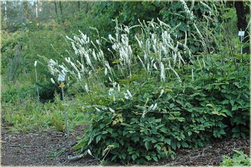 Pluskwica Świecznica Cimicifuga