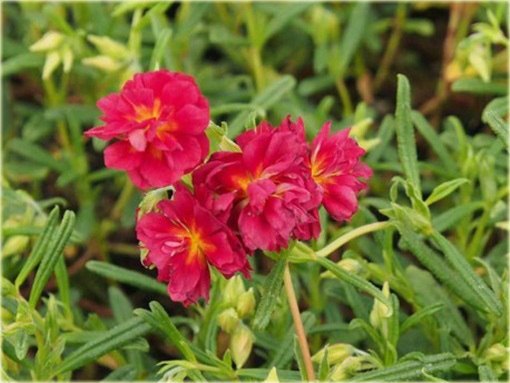 Posłonek ogrodowy Helianthemum nummularium