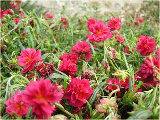 Posłonek ogrodowy Helianthemum nummularium