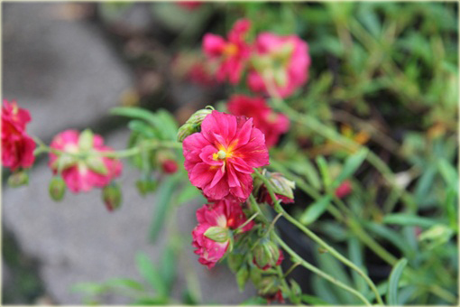 Posłonek ogrodowy Helianthemum nummularium