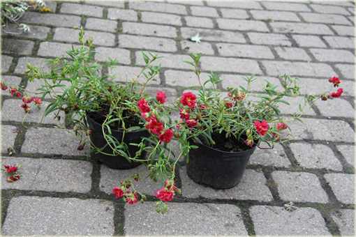 Posłonek ogrodowy Helianthemum nummularium