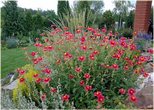 Posłonek ogrodowy Helianthemum x hybridum
