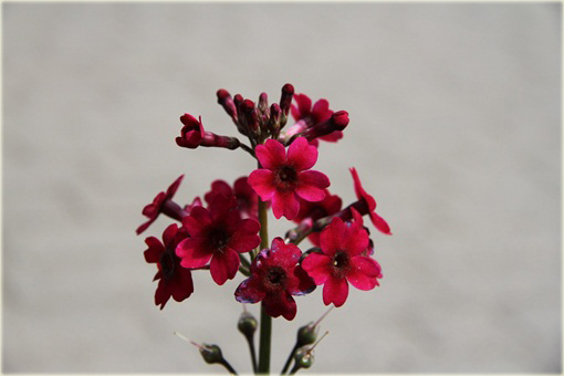 Prymula Pierwiosnek japoński Millers Crimson Primula japonica