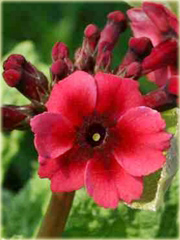 Prymula Pierwiosnek japoński Millers Crimson Primula japonica