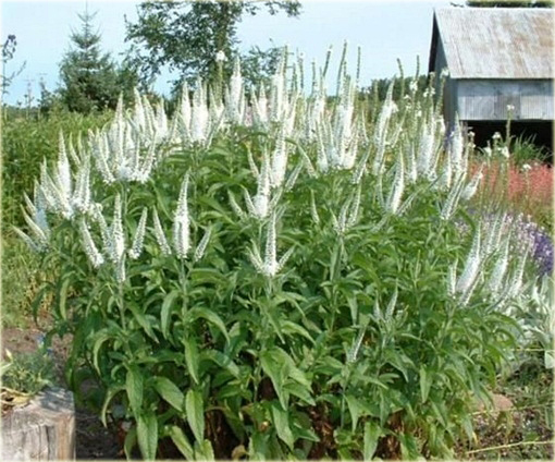  Przetacznik długolistny Schneeriesin Veronica longifolia 