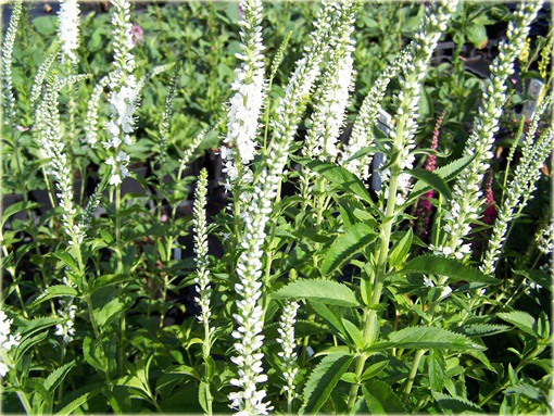  Przetacznik długolistny Schneeriesin Veronica longifolia 