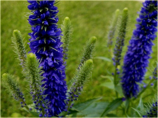 Przetacznik kłosowy Ulster Dwarf Blue Veronica spicata 