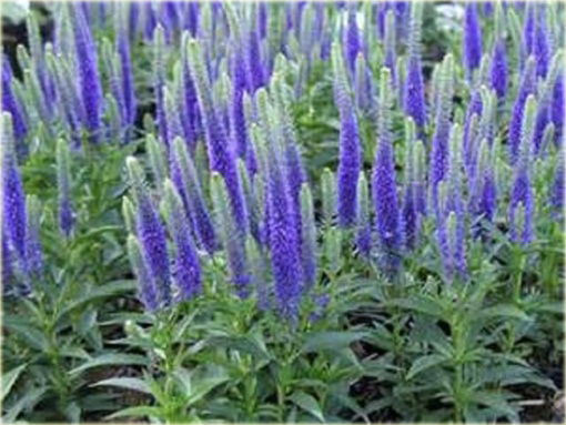 Przetacznik kłosowy Ulster Dwarf Blue Veronica spicata 