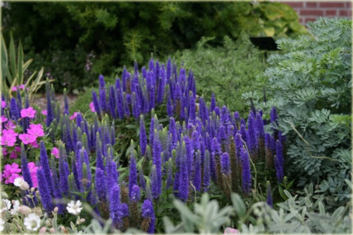Przetacznik kłosowy Ulster Dwarf Blue Veronica spicata 