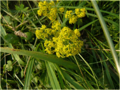 Prytulia Galium