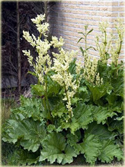 Rabarbar ogrodowy Rheum rhaponticum
