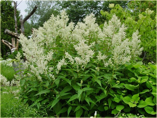 Rdest Polymorpha Persicaria polymorpha