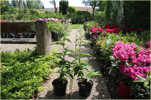 Rdest Polymorpha Persicaria polymorpha
