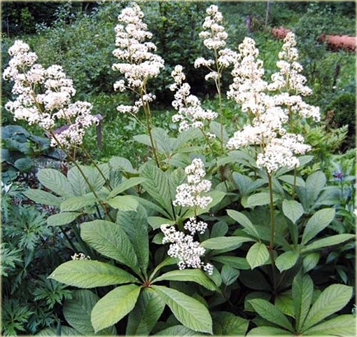 Rodgersja kasztanolistna Rodgersia acutifolia 