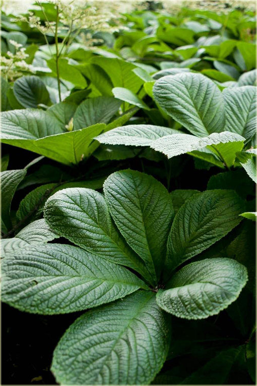 Rodgersja kasztanolistna Rodgersia acutifolia 