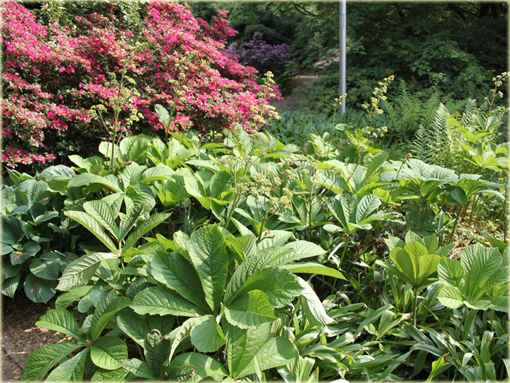 Rodgersja kasztanolistna Rodgersia acutifolia 