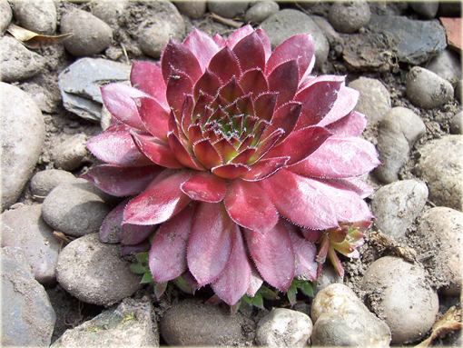 Rojnik czerwony Sempervivum Rubin
