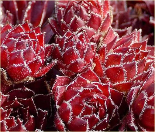 Rojnik czerwony Sempervivum Rubin