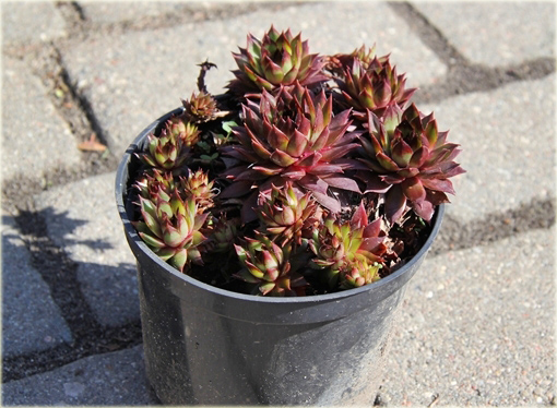 Rojnik czerwony Sempervivum Rubin