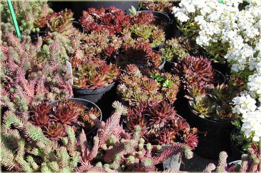Rojnik czerwony Sempervivum Rubin