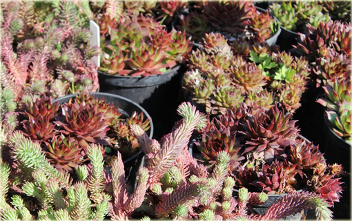 Rojnik czerwony Sempervivum Rubin