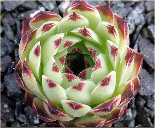 Rojnik drobny Giuseppi Sempervivum Giuseppi