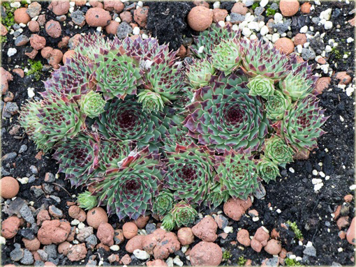 Rojnik drobny Giuseppi Sempervivum Giuseppi