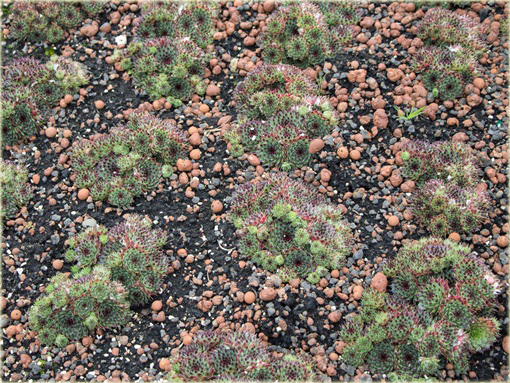 Rojnik drobny Giuseppi Sempervivum Giuseppi