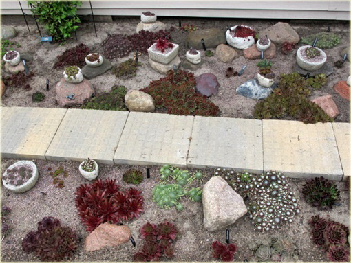 Rojnik drobny Giuseppi Sempervivum Giuseppi