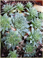 Rojnik drobny Giuseppi Sempervivum Giuseppi