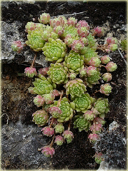 Rojnik górski Sempervivum montanum