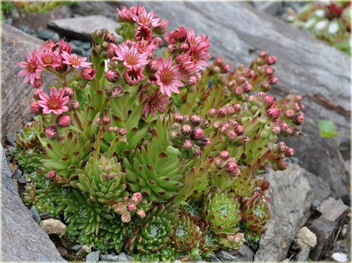 Rojnik pajęczynowaty Sempervivum arachnoideum 