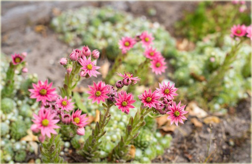 Rojnik pajęczynowaty Sempervivum arachnoideum 
