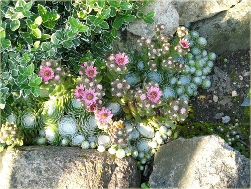 Rojnik pajęczynowaty Sempervivum arachnoideum 