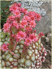 Rojnik pajęczynowaty Sempervivum arachnoideum 