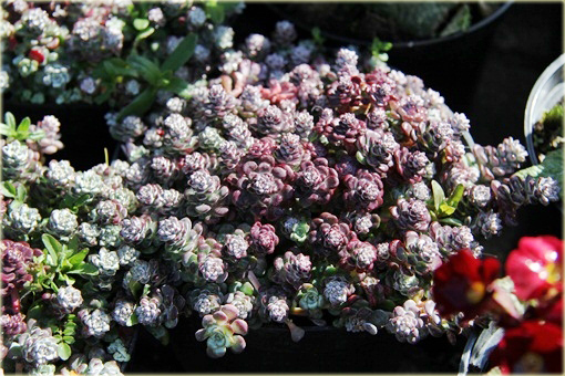 Rozchodnik Cape Blanco Sedum spathulifolium