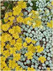 Rozchodnik Cape Blanco Sedum spathulifolium