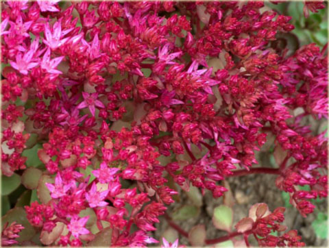 Rozchodnik kaukaski różowo-purpurowy Sedum spurium